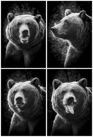 Bear In A Photo Booth