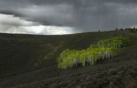 Summit Loop, Ely, Nevada 2023