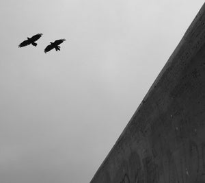 Beach Ravens