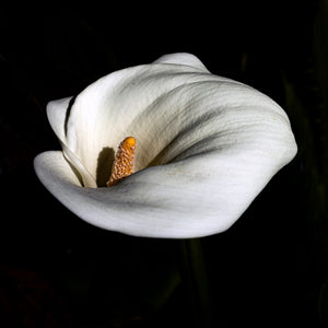 Calla