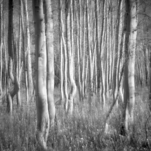 Faded Aspens