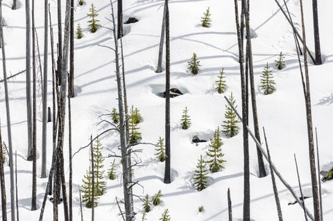 Lodgepole Pine. Yellowstone Wy