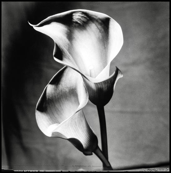 Two Callas