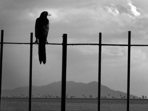 Crow. Panama