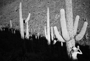 Saguaro Shadows