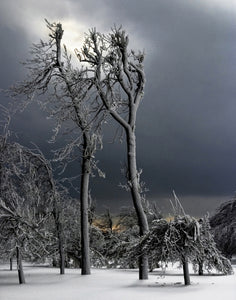 Cold, Snow-blown Trees