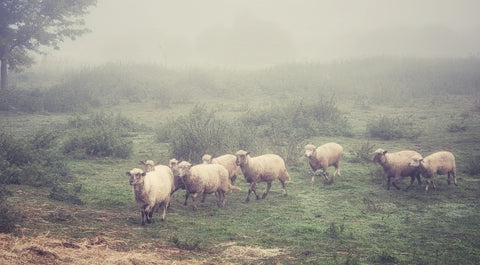 Aotumn Landscape