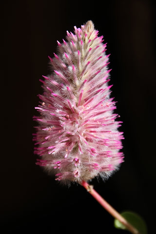 Ptilotus Exaltatus