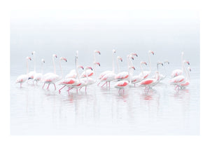 Meerlust Flamingoes