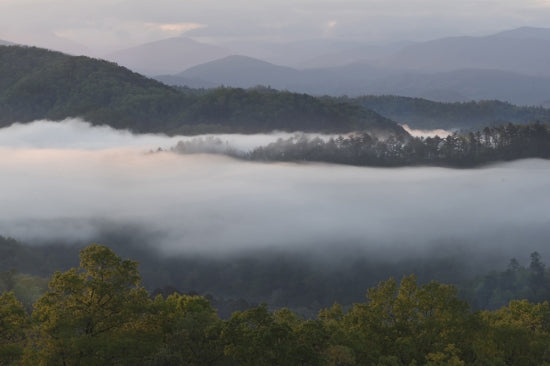 Morning Fog