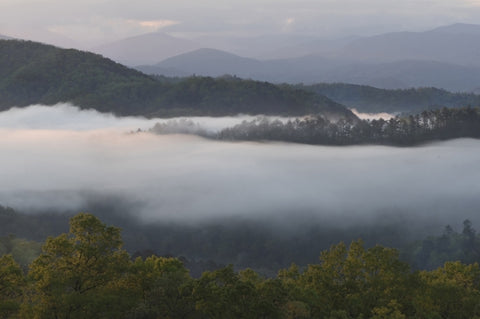 Morning Fog