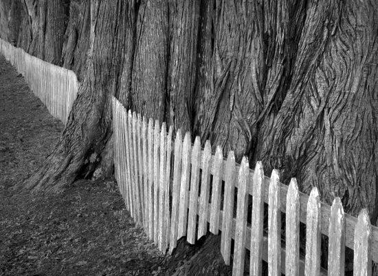 White Fence; Oysterville, Washingto