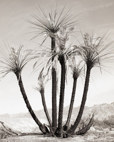 Charred Palm Dvnp 2010