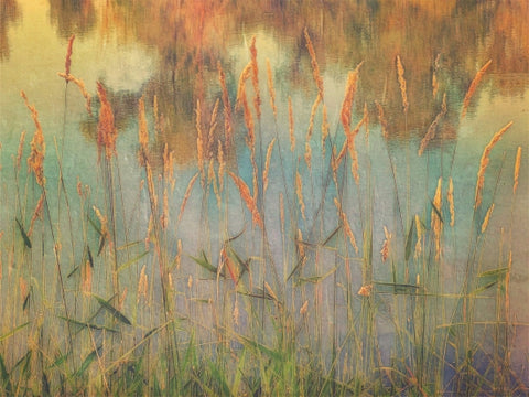 Walden Ponds