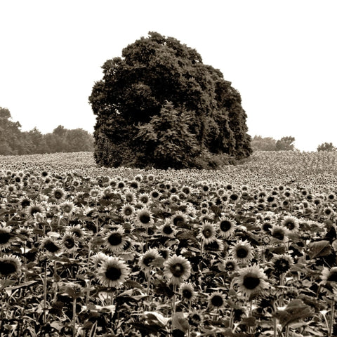 Sunflowers, Indiana
