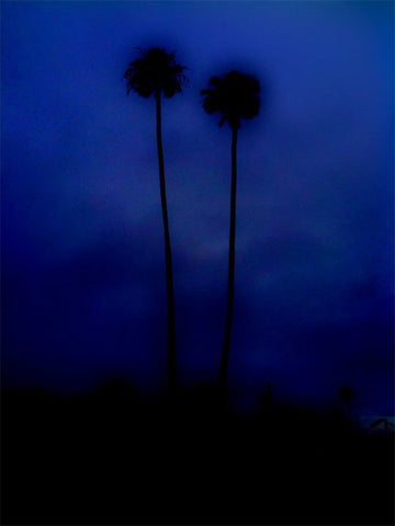 Blue Palms