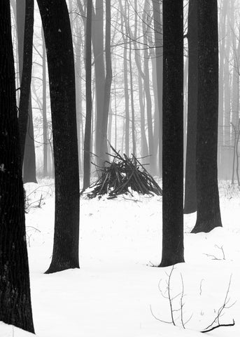 Winter Woods (threshold)