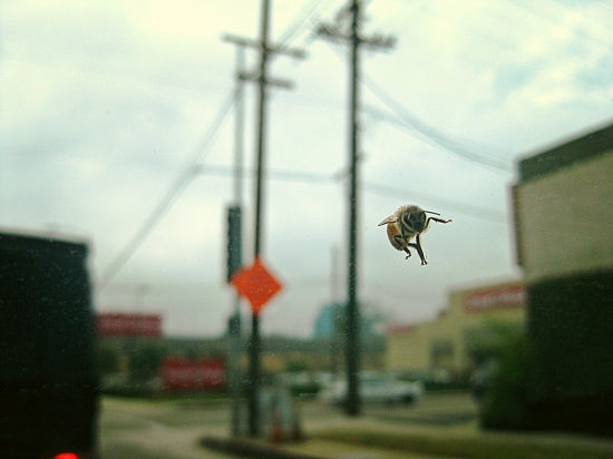Hitchhiker Bee