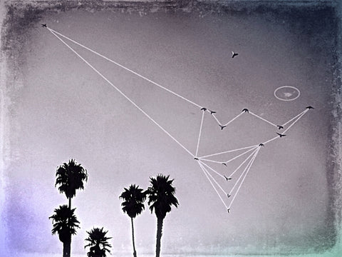Plotted Birds 18