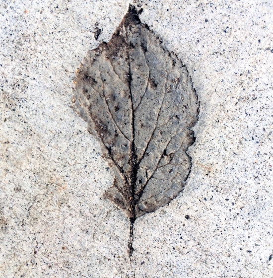 Sidewalk Leaf Print