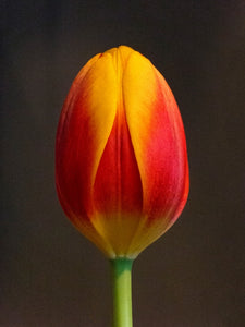 Hammer Tulip