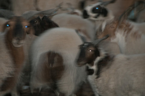 Oula Sheep