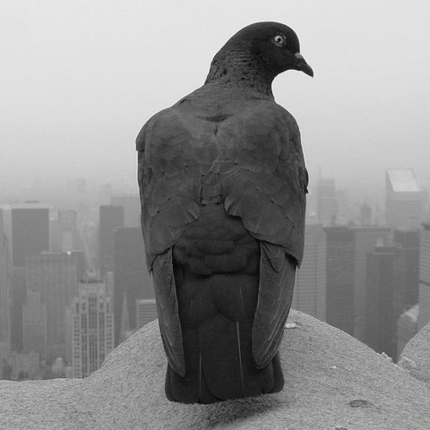 Empire Pigeon