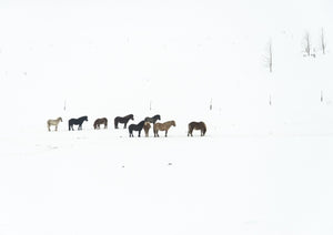 Nine Horses, Iceland