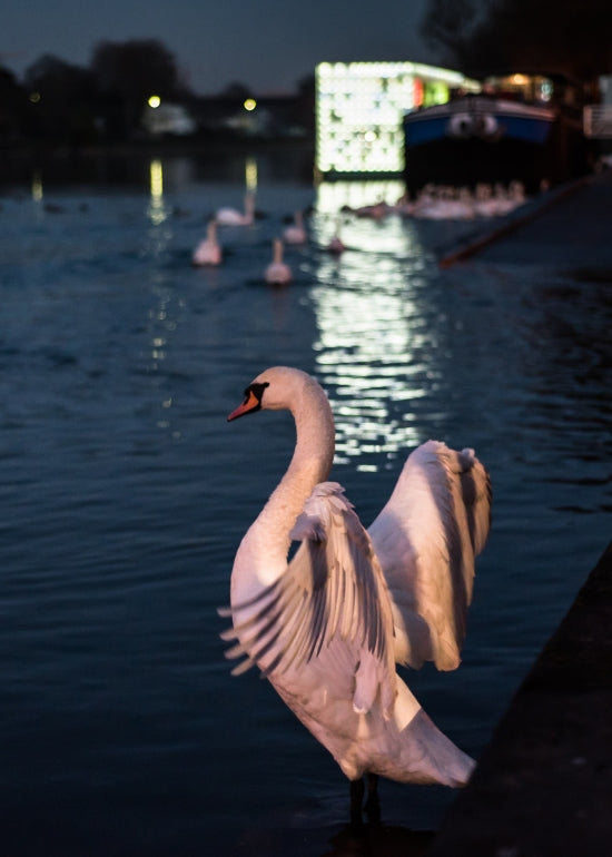 Swans Of The Night