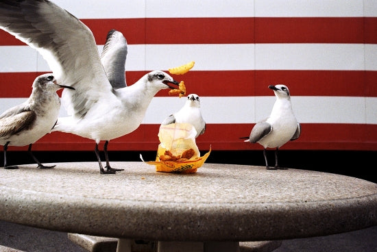 Birds And Fries