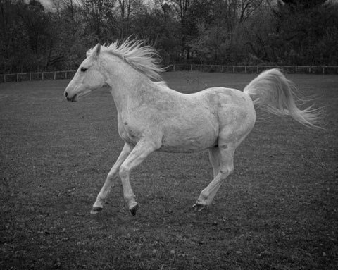 Jed, Arabian Horse