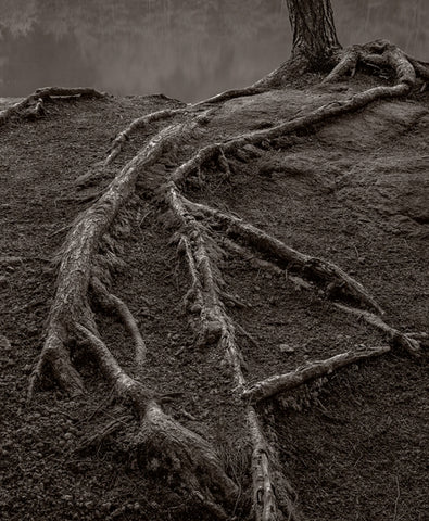 Creeping Roots