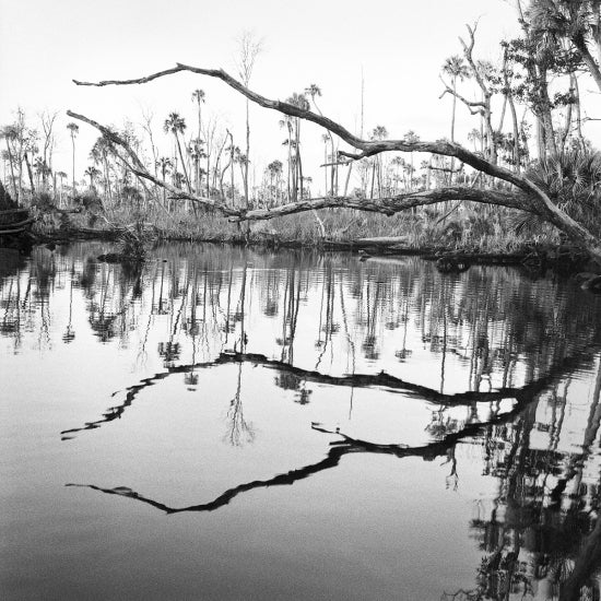 Creek Bend And Dead Trees