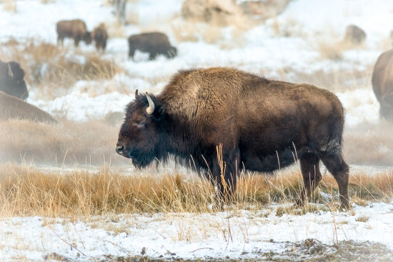 Winter Grazing