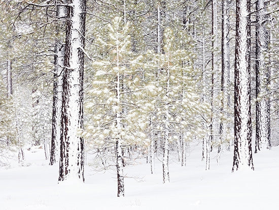 Snow-covered Pine Trees