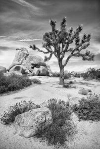 Joshua Tree