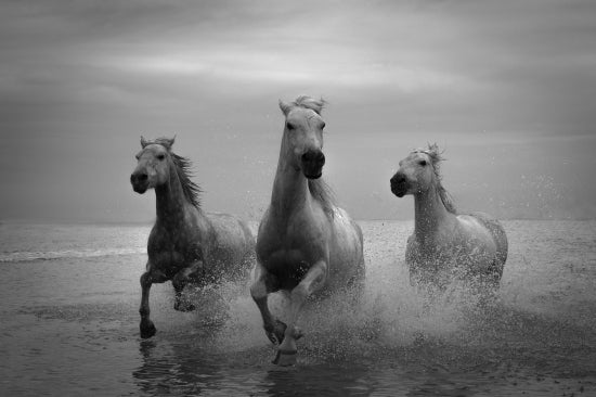 Proud Horses Of The Camargue