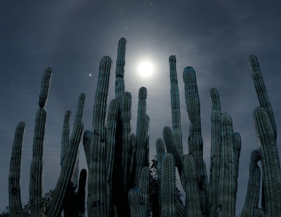 Moon And Cactus, Baja, Mx