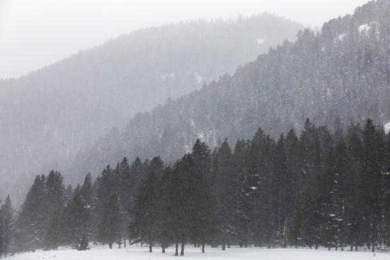 Yellowstone Trees Ii