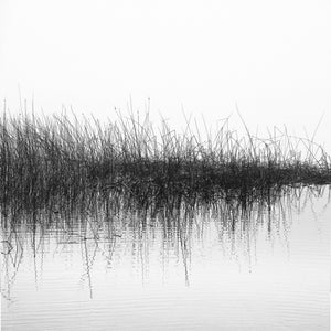 Water / Reeds