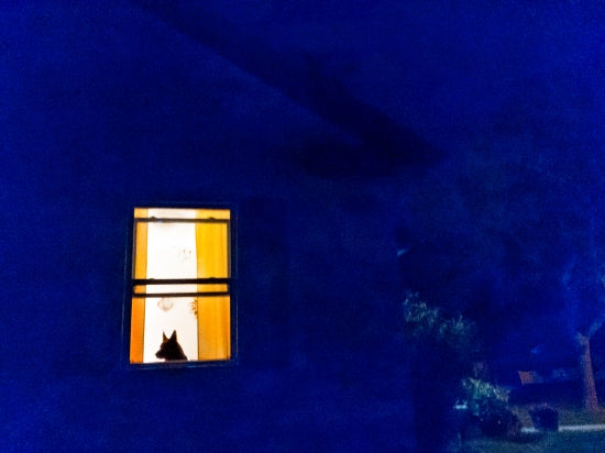 Helena At Night (dog In Window)