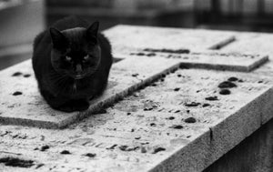 Black Cat In Montmartre Cemetery