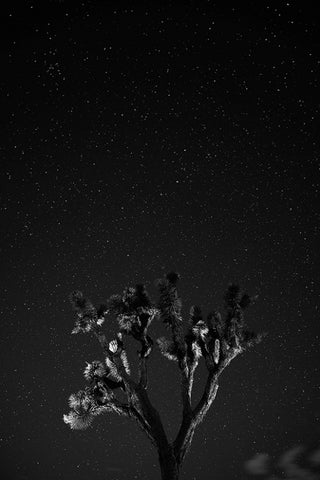 Joshua Tree1