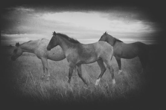Badlands Horses 3