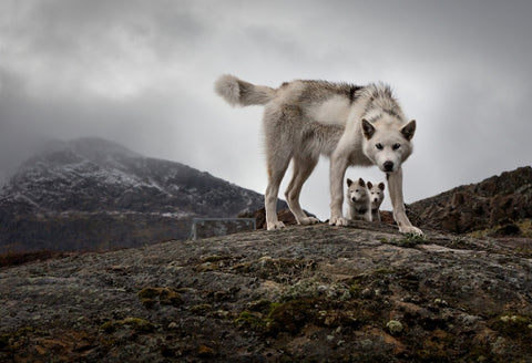 Greenland Sled Dogs 