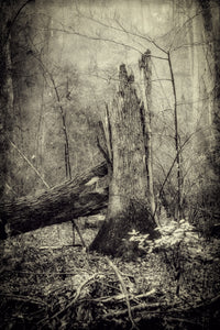 Fallen Oak