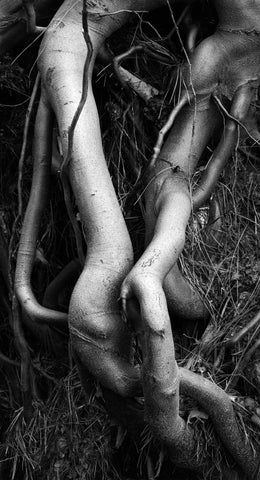 Entangled Roots