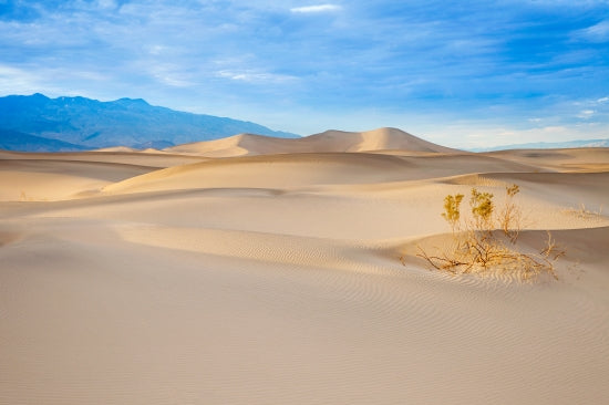 The Life In Death Valley
