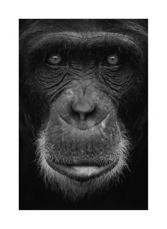 Faces #1 - Chimpanzee