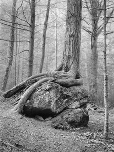 Tree Over Rock